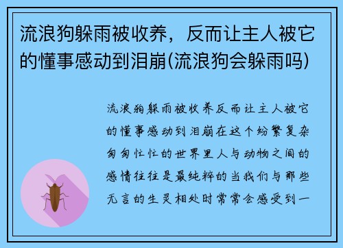 流浪狗躲雨被收养，反而让主人被它的懂事感动到泪崩(流浪狗会躲雨吗)